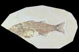 Bargain, Mioplosus Fossil Fish - Uncommon Species #105329-1